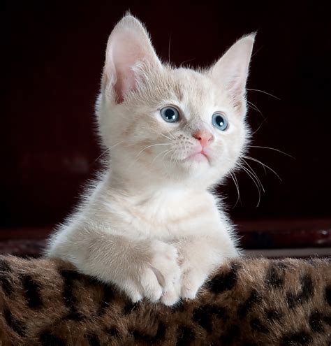 Mjzoogirl has uploaded 737 photos to flickr. White and Grey Kitten on Brown and Black Leopard Print ...