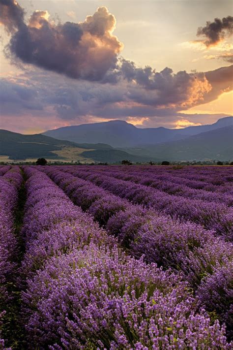 Lavender Fields Of Aix En Provence Beautiful Nature Lavender Fields