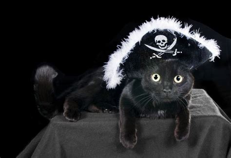 For Halloween We Take Time To Praise The Black Cat Catster