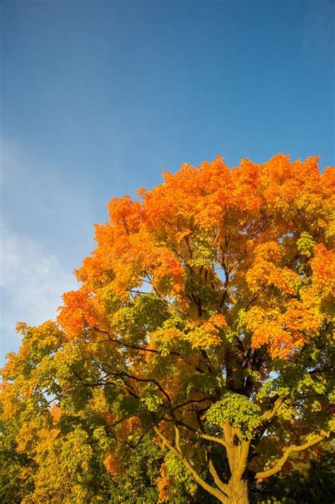 Autumn Maple Trees Stock Image Image Of Colours Forest 78882659
