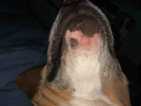 Is There Something Wrong With My Dogs Chin Ive Noticed That It Has