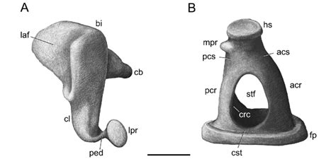 Auditory Ossicles Of Adult Nandinia Binotata A Left Incus Of Cm 69366