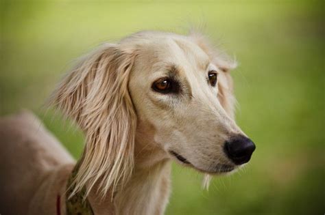 The Pros And Cons Of Long Faced Dogs Dolichocephalic Pets4homes In