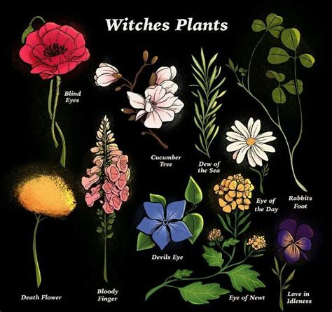 Pin By 🕊 On Herbs Witch Garden Plants Witch