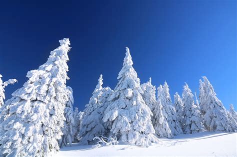 Winter Trees Nature Free Photo On Pixabay Pixabay