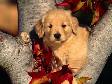 Puppy On Tree Hd Wallpapers