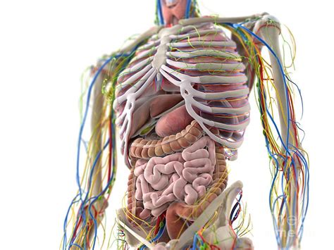 Abdominal Organs Photograph By Sebastian Kaulitzki Science Photo