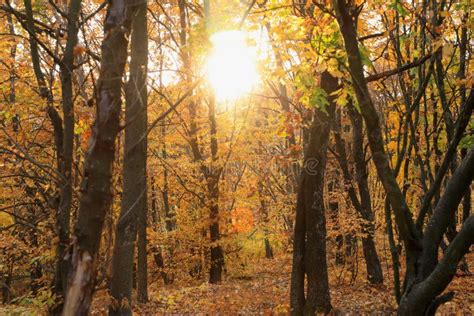 Warm Autumn Scenery Autumn Forest And Sun Casting Rays Of Light