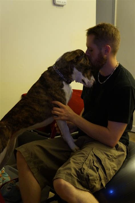 First year of fostering dogs. One of our adopted babies, Sweet joni