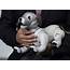 Sony’s Aibo Robotic Dog Is Back With New Tricks For AI Era