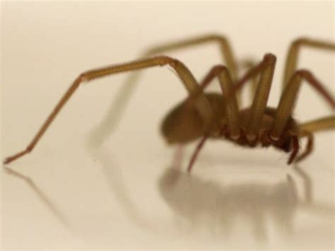 Venomous Brown Recluse Spider Hides In Kansas City Womans Ear Kansas