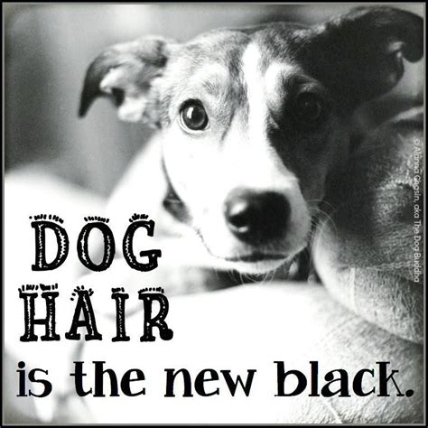 The New Black Dog Hair Dogs Dog Quotes