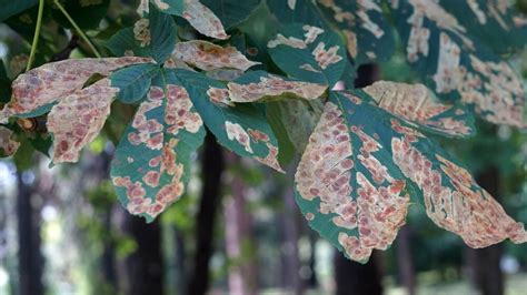 How To Spot 5 Common Tree Diseases Arborcare
