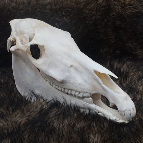 Real Horse Skull Genuine Animal Skull Perfect Table Decor