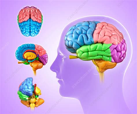 Human Brain Anatomy Illustration Stock Image F0161927 Science