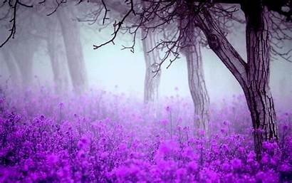 Purple Flowers Wallpapers Forest