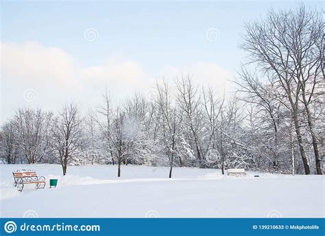 Benches And Different Trees In The Snow In Winter Stock Image Image