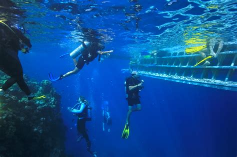 Port Douglas Reef Tour Dive Snorkel Swim With Whales