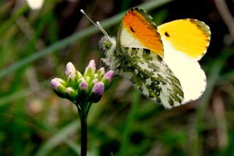 Orange Tip Butterfly Anthocharis Cardamines Identification Guide