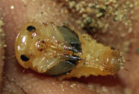 Tenebrionidae Darkling Beetle Pupa Bugguidenet