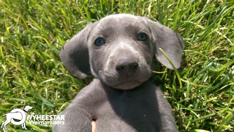 Blue and silver akc weim puppies available. Price and FAQs | Owyheestar Weimaraner's News