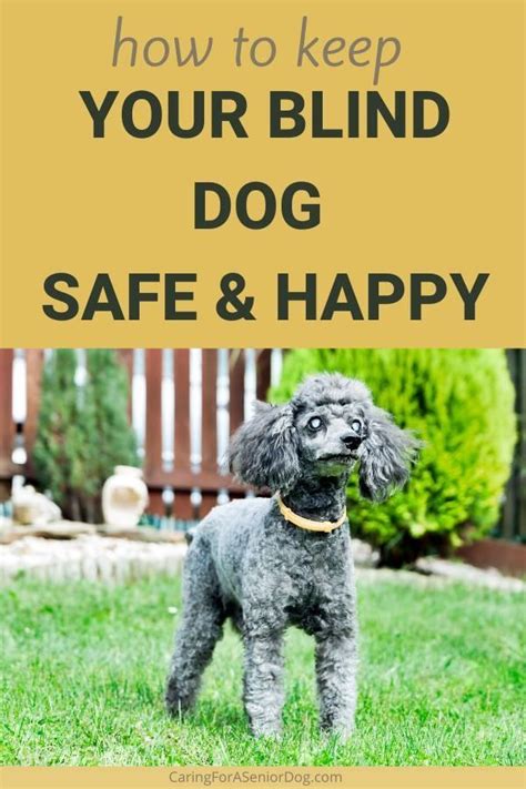 How To Keep Your Blind Dog Safe Caring For A Senior Dog Blind Dog