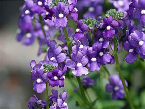 Angelonia Flowers Tips For Growing Angelonia Summer Snapdragons