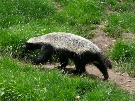 This Honey Badger Relative Roamed South Africa 5 Million Years Ago