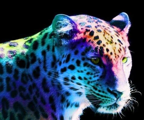 Rainbow colors | Animals beautiful, Baby animal drawings, Rare animals