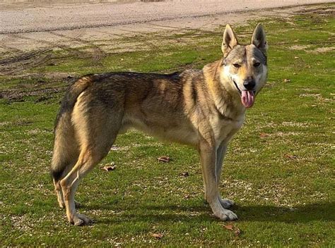 8 Wolf Like Dog Breeds Huskies Wolfdogs And More