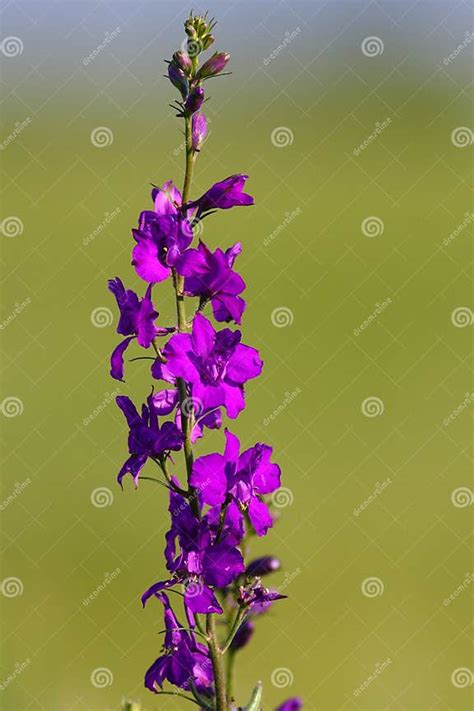Eastern Larkspur Stock Photo Image Of Agriculture Field 26607606
