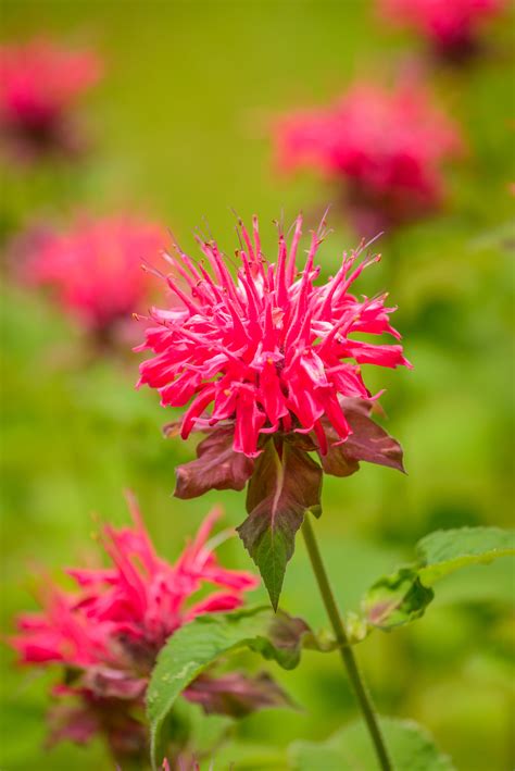 We did not find results for: Scarlet Beebalm | Direct Native Plants - MD, DE, PA, VA