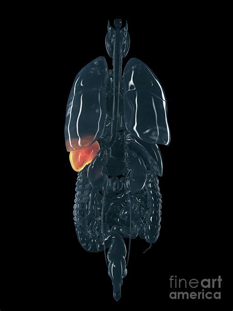 Human Spleen Photograph By Human Spleen Illustration Pixels