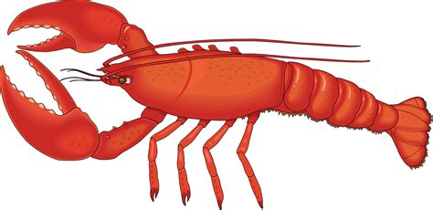 Lobster Clipart 20 Free Cliparts Download Images On Clipground 2023