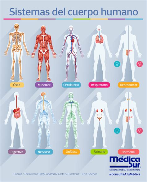 The Human Body Anatomy Facts And Functions Human Body Activities