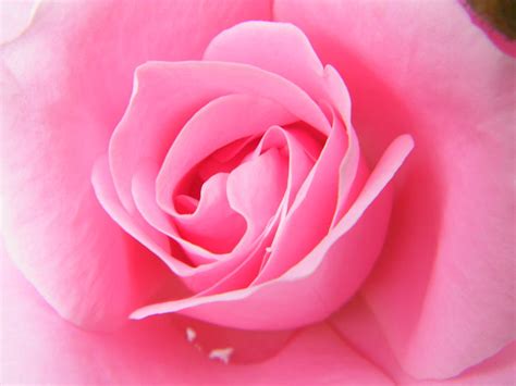 A Pink Rose Is A Clue To Creation Itself Photograph By Mary Sedivy