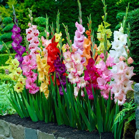 Garden State Bulb Rainbow Mix Gladiolus Flower Bulbs 1012cm Bag Of