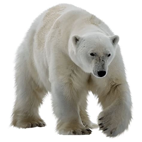 Polar Bear Png Images Transparent Hd Photo Clipart Polar Bear Bear