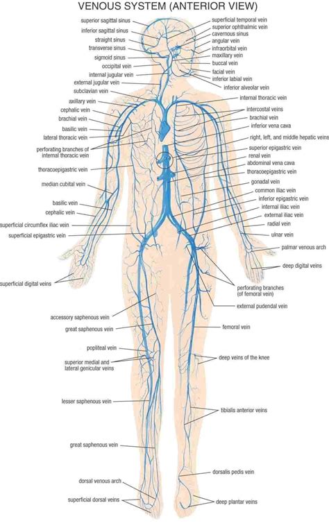 The difference in the structural characteristics of arteries, capillaries and veins is attributable to their. Labeled Picture Of The Nervous System Labeled Nervous ...