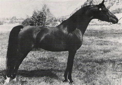 Dyako Bask X Cytranylla 1971 Bay Stallion Pat Hutchinson Flickr