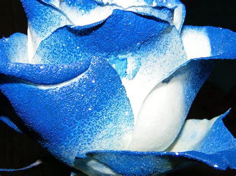 Blue Rose1 Zoom Rose Flower White Blue Hd Wallpaper Peakpx