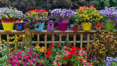 Most Colorful Garden Plants