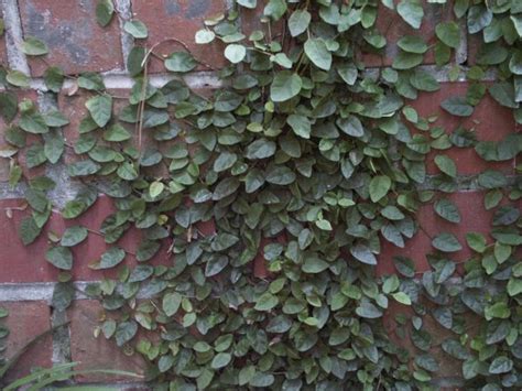 Rooting Creeping Fig Walter Reeves The Georgia Gardener