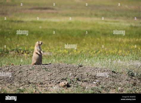 Watchful Black Tailed Prairie Dog From Grasslands National Park In