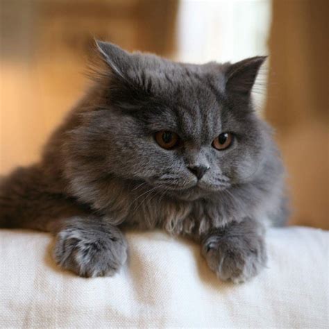 British Longhair Cute Cats And Kittens Russian Blue Cat Pretty Cats