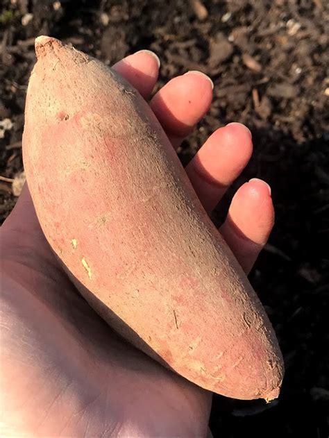 BURGUNDY Sweet Potato Seed Potatoes For Slips Non GMO Ipomea Etsy