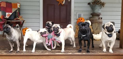 Pugs Pug Puppies Pugs Pugs By Tandn Pug Puppies For Sale In Maryland