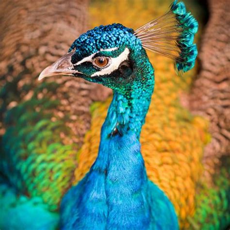 One Of The Most Beautiful Birds To Me Is The Amazing Peacocks Most