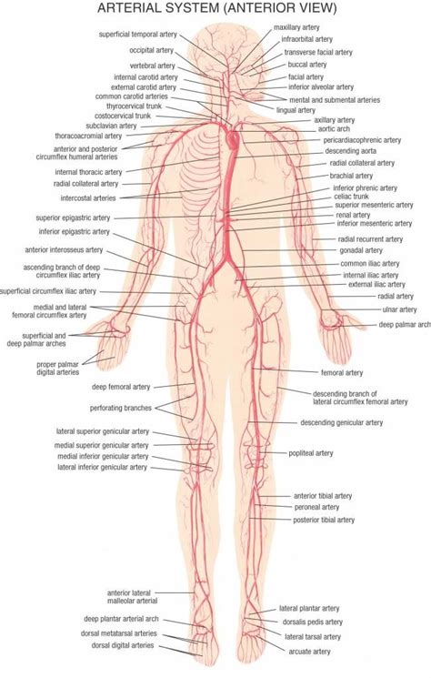 All blood vessels are specifically structured to perform their function. Blood vessels diagram | Healthiack