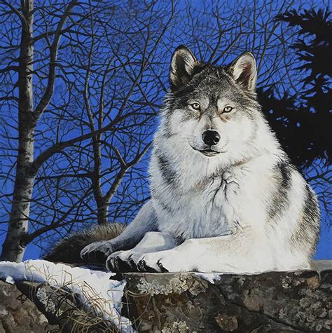 ‘queen Of All She Surveys Timber Wolf Painting By Laara Cassells